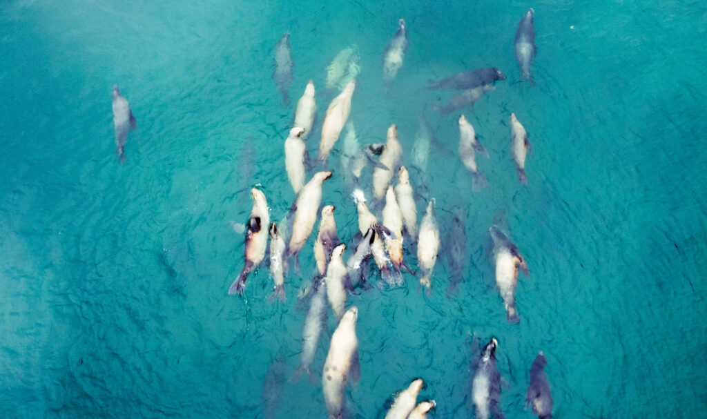 seals swimming at gordon beach