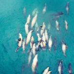 seals swimming at gordon beach