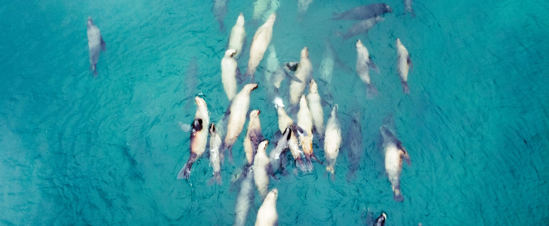 seals swimming at gordon beach
