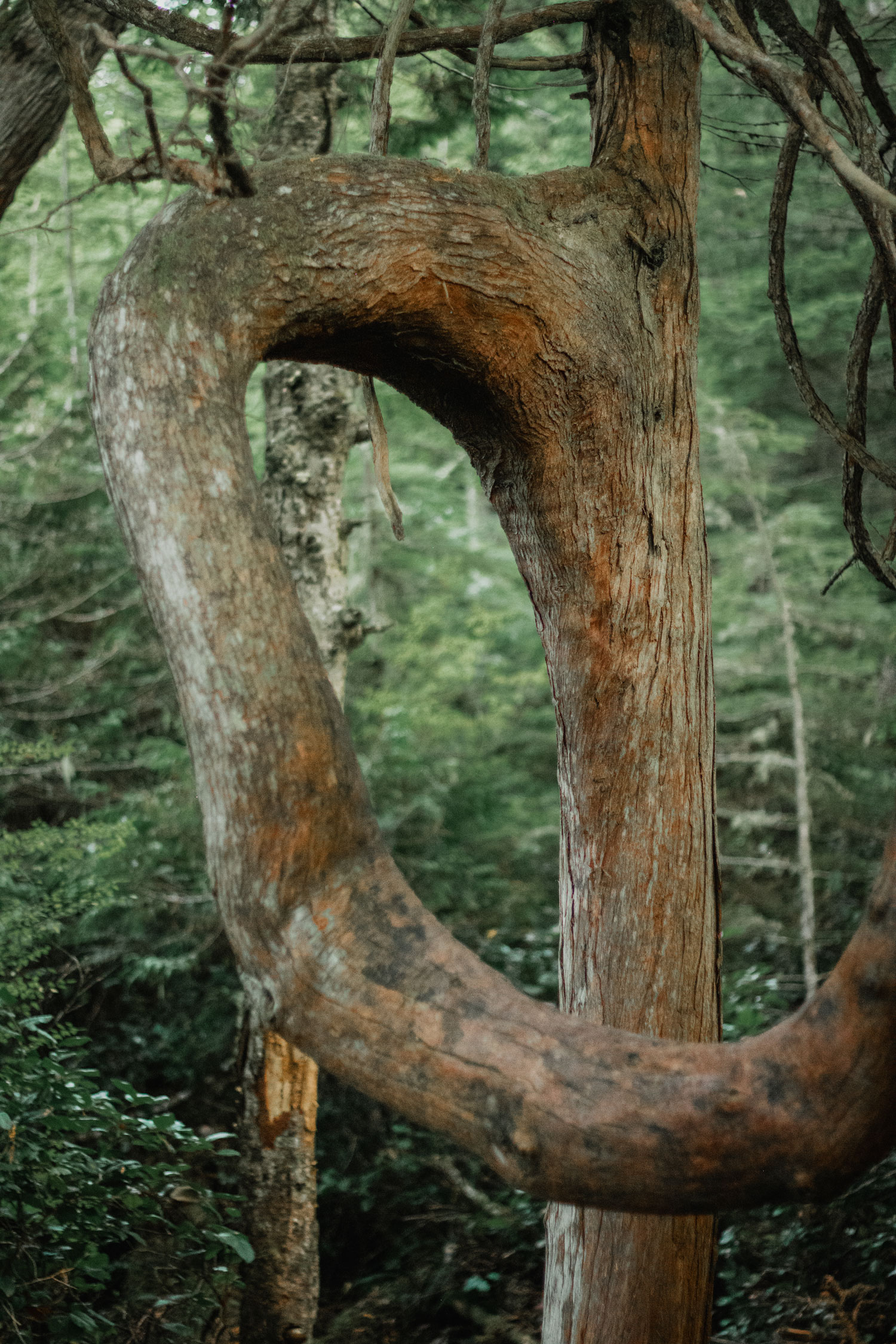 West Coast Vancouver Island Juan De Fuca Trail
