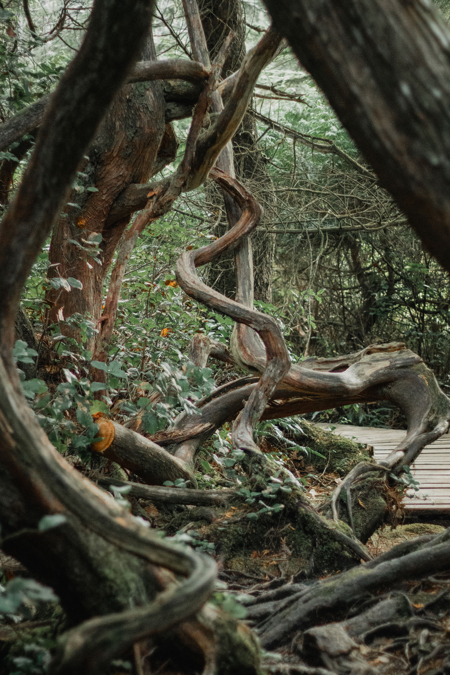 West Coast Vancouver Island Juan De Fuca Trail