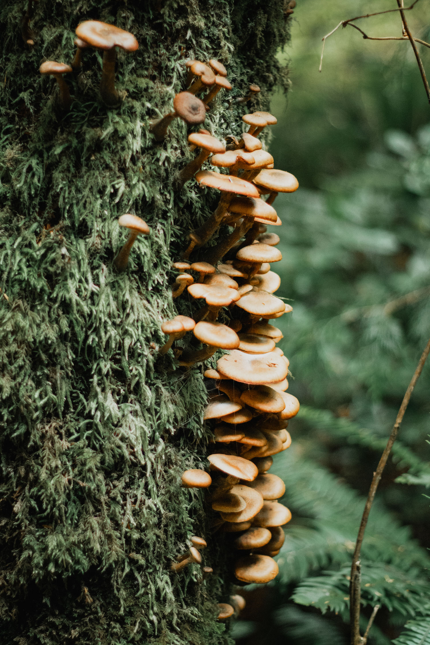 Mushrooms shot on West Coast Vancouver Island Juan De Fuca Trail