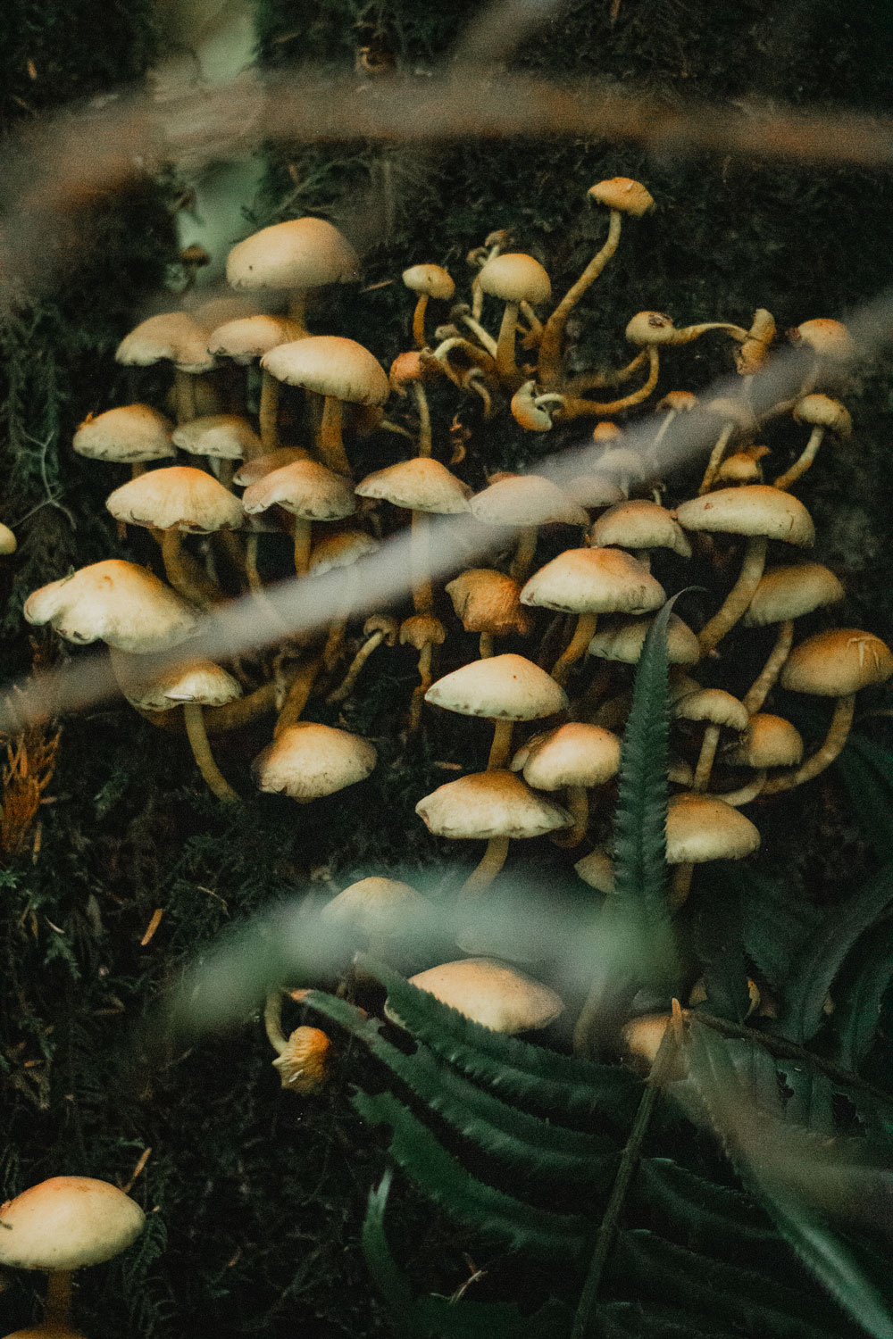 Mushrooms shot on West Coast Vancouver Island Juan De Fuca Trail