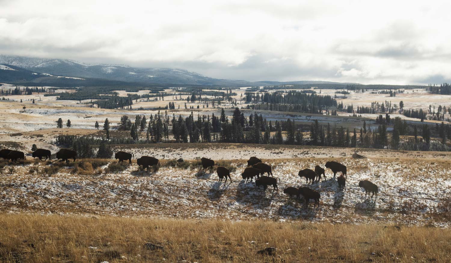 yellowstone national park lamar valley bison