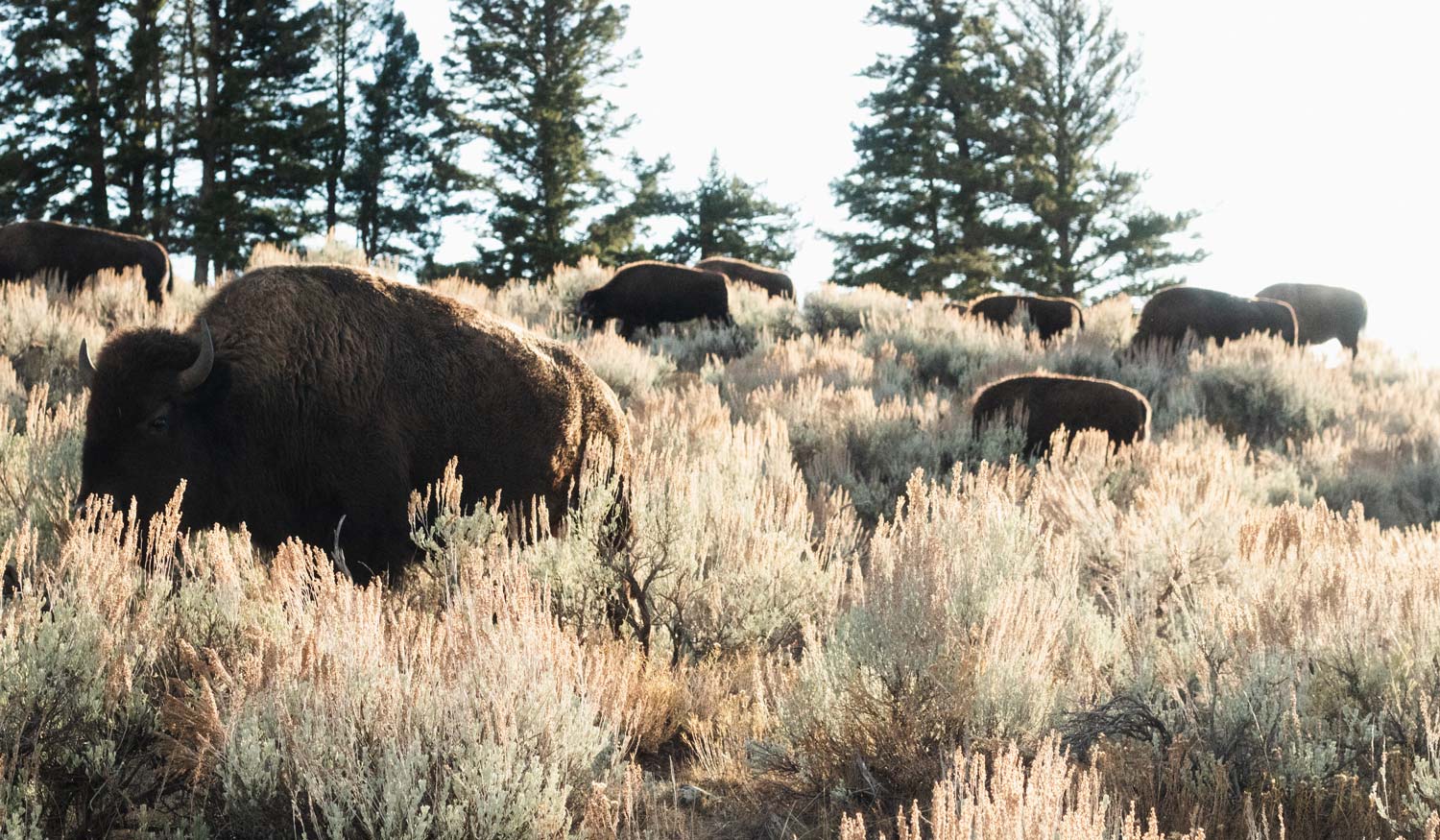 yellowstone national park lamar valley bison