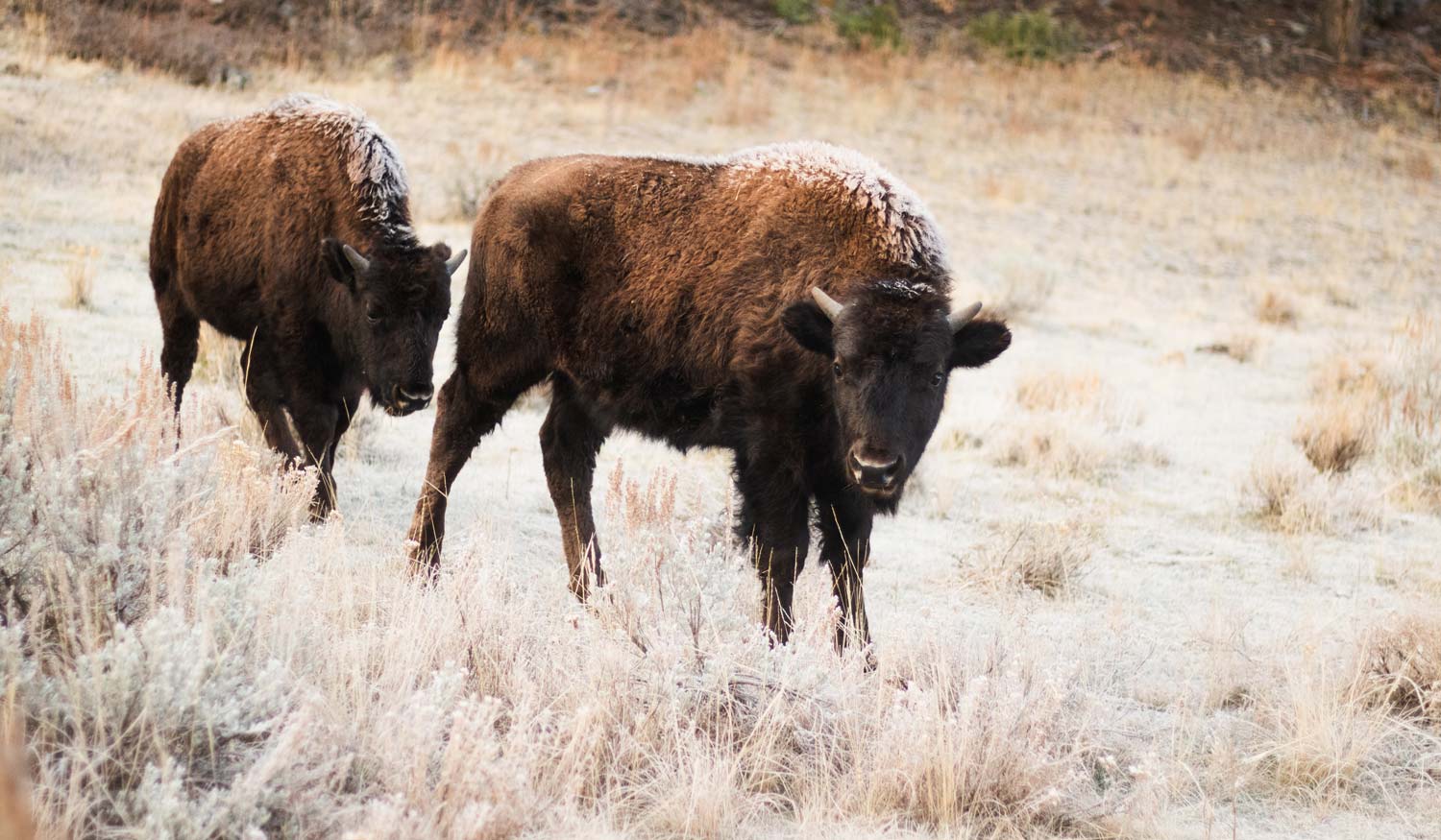 yellowstone national park lamar valley bison