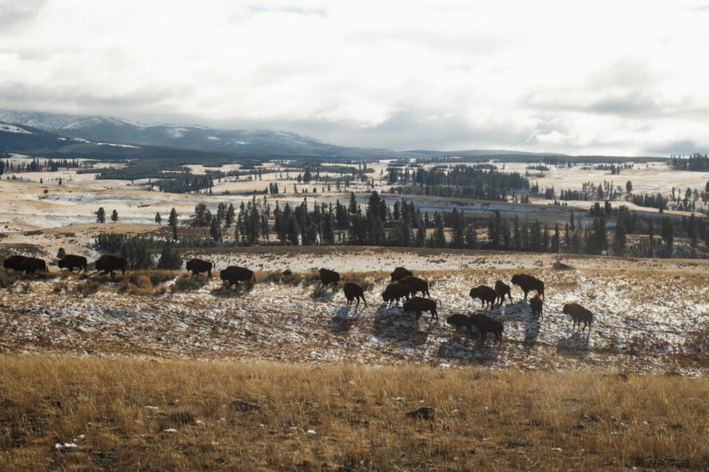 yellowstone national park lamar valley bison