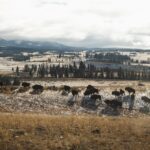 yellowstone national park lamar valley bison