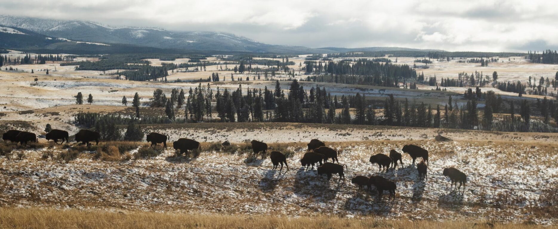 yellowstone national park lamar valley bison