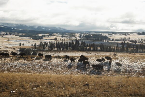 yellowstone national park lamar valley bison